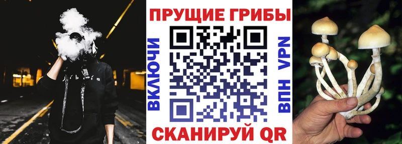 Галлюциногенные грибы Magic Shrooms  Купить закладки  Черногорск 